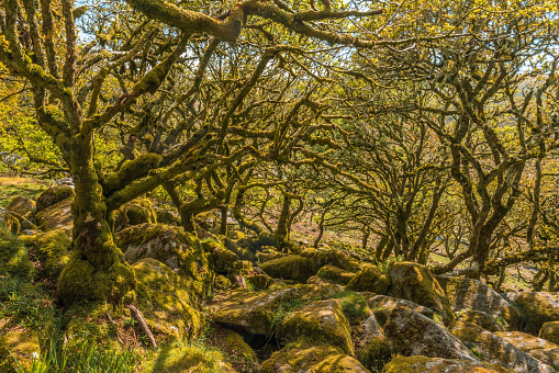 Sessile oaks and moss in Wistman's Wood Dartmoor Devon England UK GB British Isles