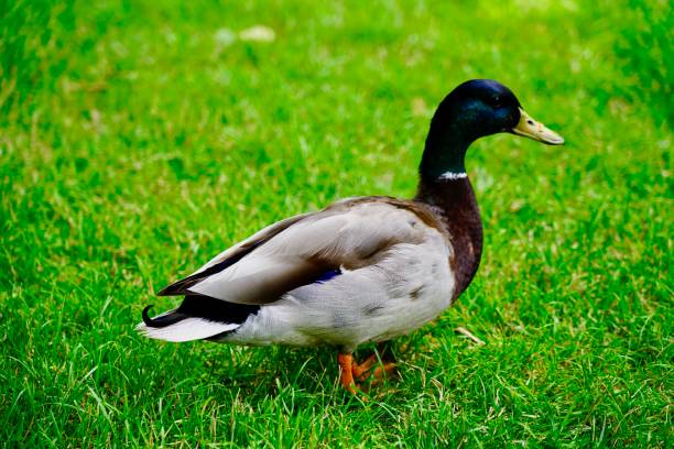 istock Wild duck living at Oxford 1199684289