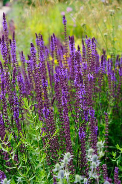 istock lavender blossom at the garden 1199684395