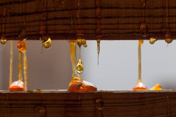 Detail of the sticky natural resin dripping Close up of rosin dropping down from a wooden plank, sticky material, tree producing resin rosin stock pictures, royalty-free photos & images