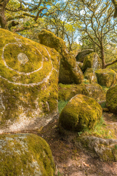 istock Wistman's Wood Dartmoor 1199684615
