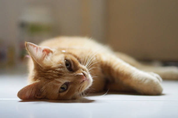 istock Adorable ginger cat lying on white floor. Sleepy lazy cat. Cat at home.-Image 1199685088