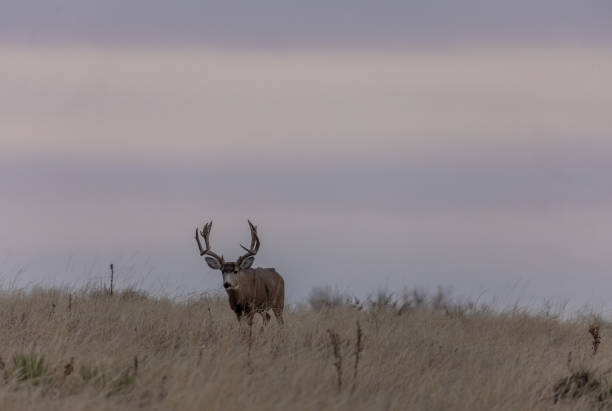 istock Mule Deer Buck At Sunrise in Autumn 1199688198