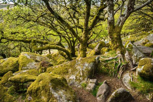 istock Wistman's Wood Dartmoor 1199688781