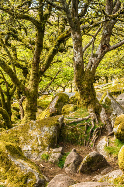 istock Wistman's Wood Dartmoor 1199688874