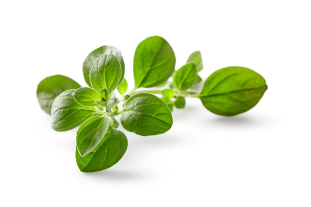 Fresh Herbs: Oregano Isolated on White Background stock photo