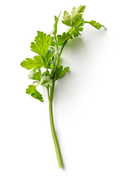 istock Fresh Herbs: Parsley Isolated on White Background 1199690525