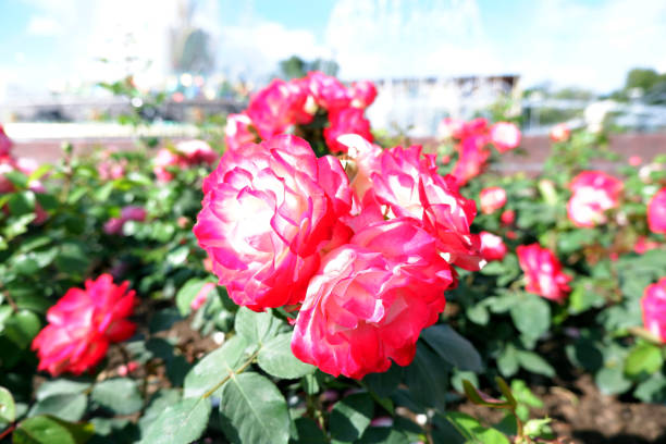 istock Several fresh pink blooming roses on rose bush close up view 1199690584