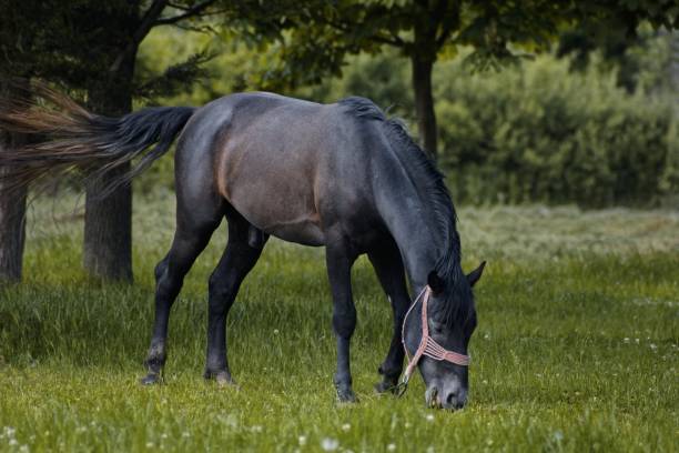 istock Horse grazing on grass outdoors in ranch 1199691060