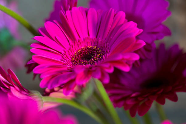 hermosa flor de gerbera lila sobre fondo natural. - gerbera daisy single flower flower spring fotografías e imágenes de stock