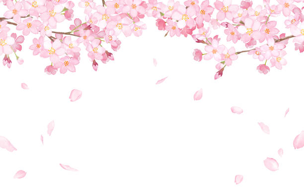 桜と落ちる花びらフレーム水彩画 - 桜吹雪点のイラスト素材／クリップアート素材／マンガ素材／アイコン素材