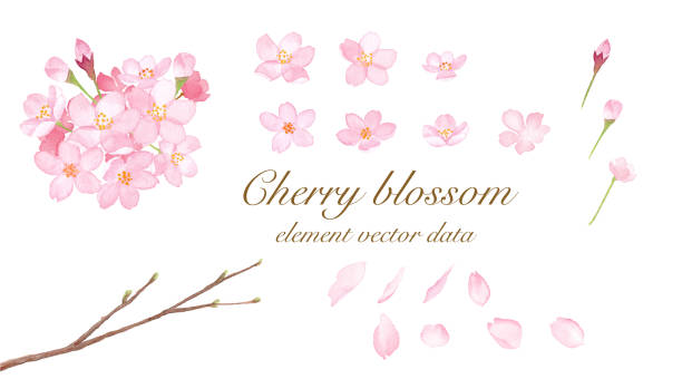 ilustrações, clipart, desenhos animados e ícones de jogo de elementos da flor de cereja-aquacolor o vetores do traço da ilustração - cherry blossom blossom cherry tree sakura