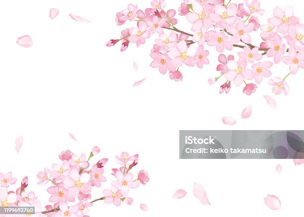 春の花桜と落ちる花びらフレーム水彩イラストトレースベクター - 桜の花のベクターアート素材や画像を多数ご用意 - 桜の花, 花, 水彩画