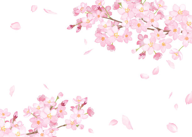 봄 꽃: 벚꽃과 떨어지는 꽃잎 프레임 수채화 일러스트 트레이스 벡터 - 벗꽃 stock illustrations