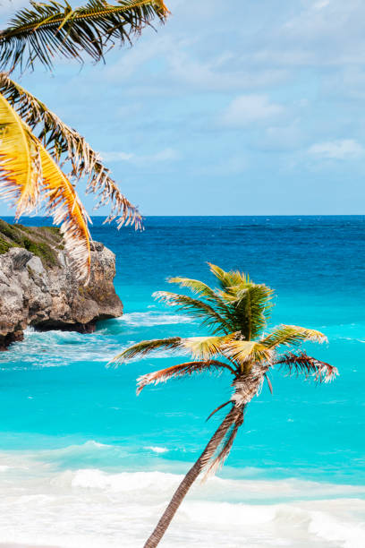 istock Caribbean beach - Harrismith, Barbados 1199693008