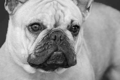 cute french bulldog head face looking at camera