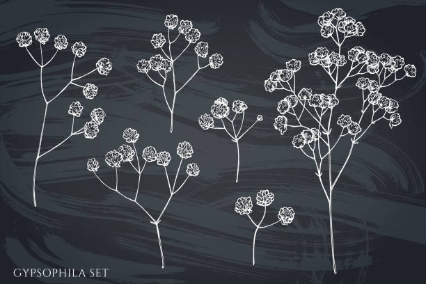 かすみ草 イラスト素材 花 バラ チューリップ Istock かすみ草 イラスト素材 花 バラ チューリップ Istock