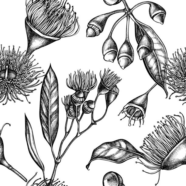 illustrations, cliparts, dessins animés et icônes de motif sans couture avec la fleur noire et blanche d'eucalyptus - arbre en fleurs illustrations