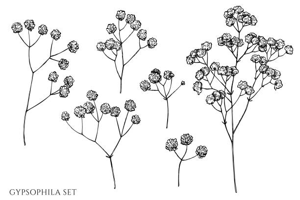 ilustrações de stock, clip art, desenhos animados e ícones de vector set of hand drawn black and white gypsophila - gypsophila