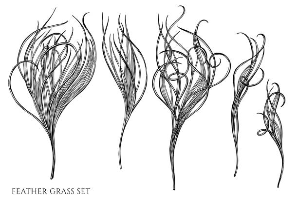 Vector set of hand drawn black and white feather grass Vector set of hand drawn black and white feather grass stock illustration tussock stock illustrations