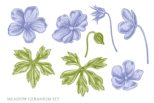 Vector set of hand drawn pastel meadow geranium stock illustration