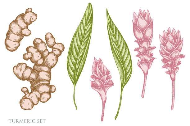 벡터 세트 의 손으로 그린 파스텔 심 황 - ginger ground spice root stock illustrations