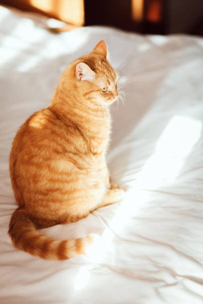 istock Red cat and bed in the bedroom. 1199696162