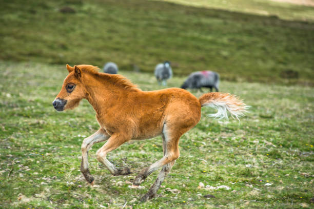 istock Pony foals in Dartmoor National park 1199696247