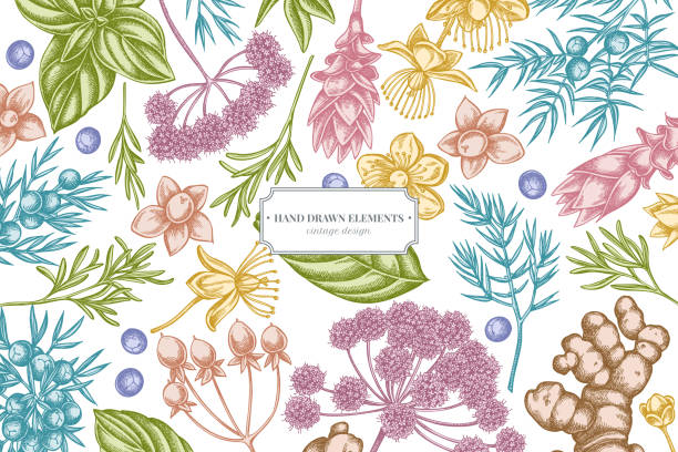 kwiatowy wzór z pastelową angeliką, bazylią, jałowcem, hipericum, rozmarynem, kurkumą - angelica plant flower uncultivated stock illustrations