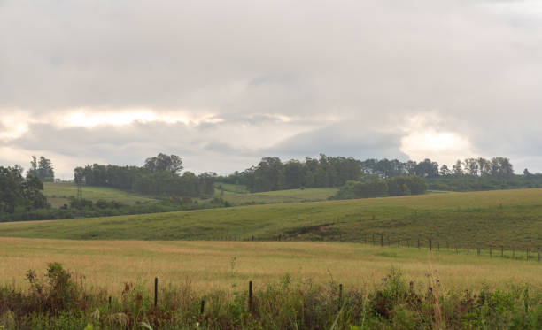 istock Rural landscape in summer afternoon with overcast and cloudy sky 1199696441
