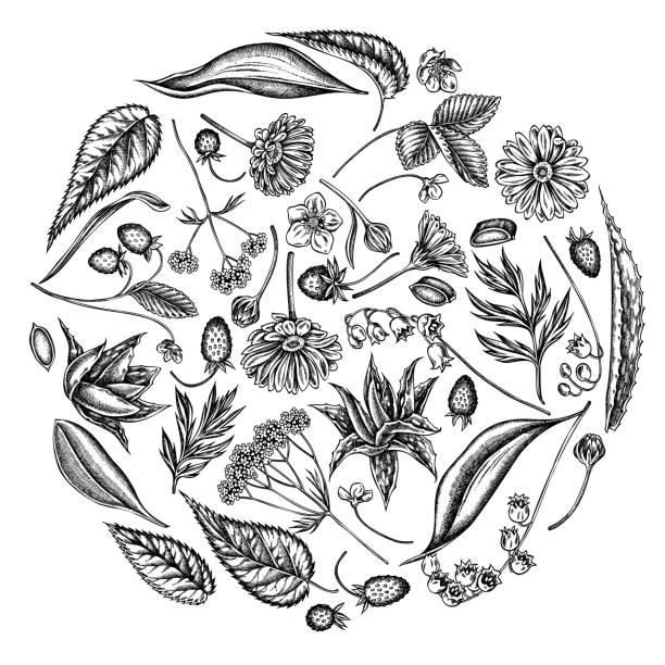 Round floral design with black and white aloe, calendula, lily of the valley, nettle, strawberry, valerian Round floral design with black and white aloe, calendula, lily of the valley, nettle, strawberry, valerian stock illustration aloe plant alternative medicine body care stock illustrations