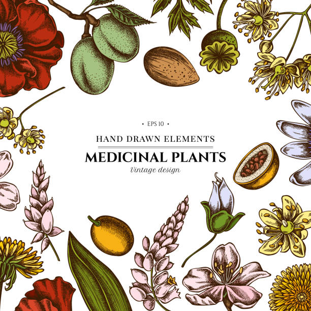 цветочный дизайн с цветным миндалем, одуванчиком, имбирем, маковым цветком, цветок страсти, тилия кордата - stem poppy fragility flower stock illustrations