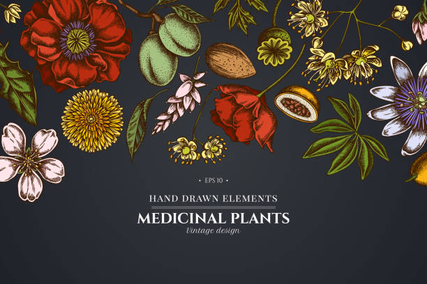 ilustrações de stock, clip art, desenhos animados e ícones de floral design on dark background with almond, dandelion, ginger, poppy flower, passion flower, tilia cordata - stem poppy fragility flower