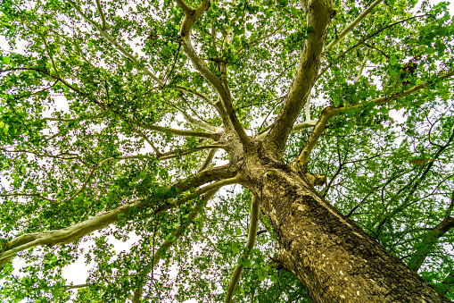 Looking straight up Bark of Tree with spreading branches and green leaves reaching up into the sky - Sycamore Tree