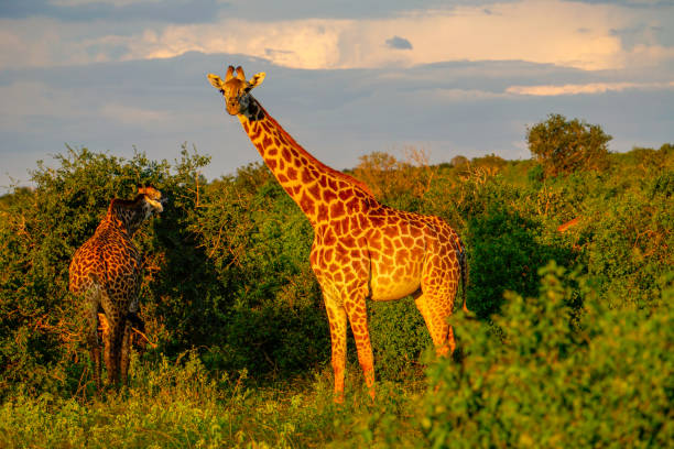 Giraffes in Tsavo East National Park, Tsavo West and Amboseli Giraffes in Tsavo East, Tsavo West and Amboseli National Park in Kenya tsavo east national park stock pictures, royalty-free photos & images