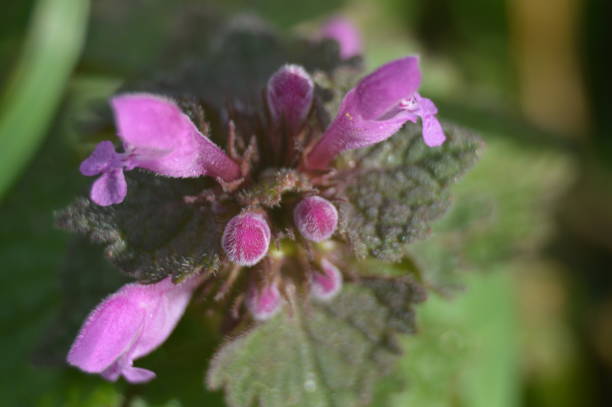 The purple lamier is a wild nettle. This herb has medicinal and culinary properties. Its flowers can be served raw or cooked in salad with its mushroom aroma. stock photo
