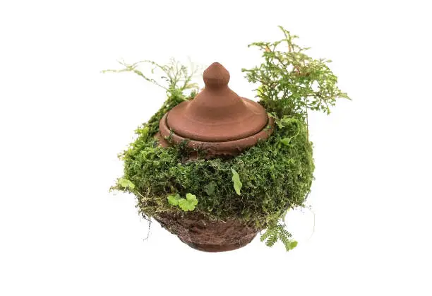 the beauty of moss and plants covering the earthenware pot on a white background
