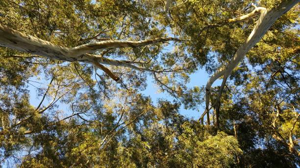 istock Sky covering tall trees, green leaves, background 1199700903
