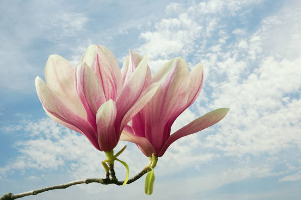 printemps. fleurs de magnolia ( magnolia soulangeana ) contre le ciel - spring magnolia flower sky photos et images de collection