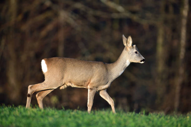 istock Young roe deer with without antler watching on the enemy on meadow 1199703084