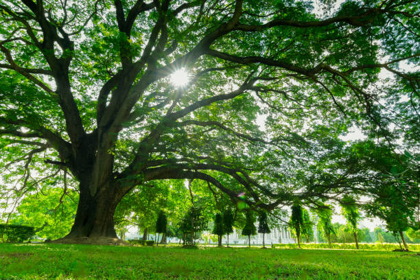 istock Sunrays through trees in morning, Kolkata 1199704573