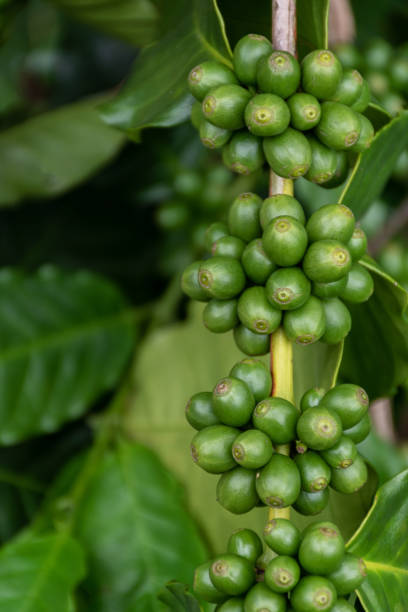 istock raw Coffee arabica  on the tree 1199705298