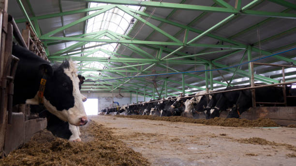 istock cows and calves on a livestock farm 1199706696