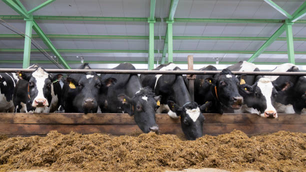 istock cows and calves on a livestock farm 1199706751