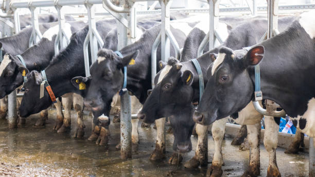 istock cows and calves on a livestock farm 1199706760