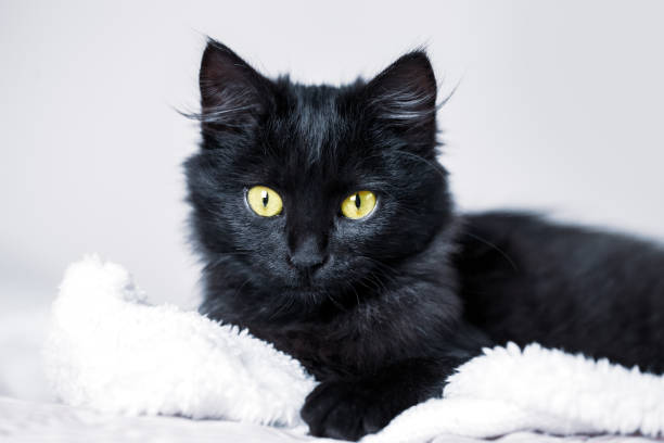 istock A black kitten lies on the couch. Selective focus. Horizontal. 1199706764