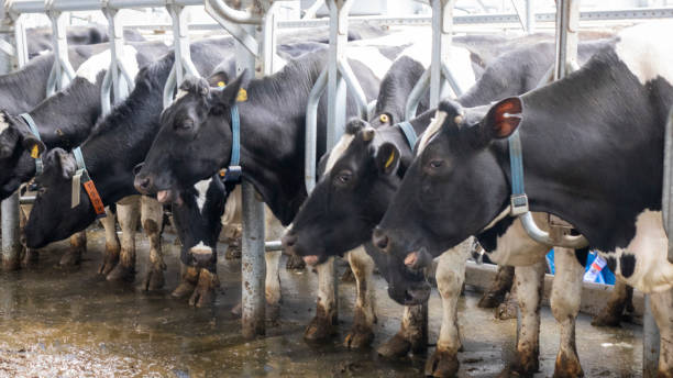 istock cows and calves on a livestock farm 1199707290
