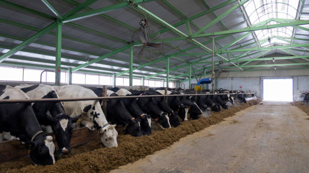 istock cows and calves on a livestock farm 1199707301