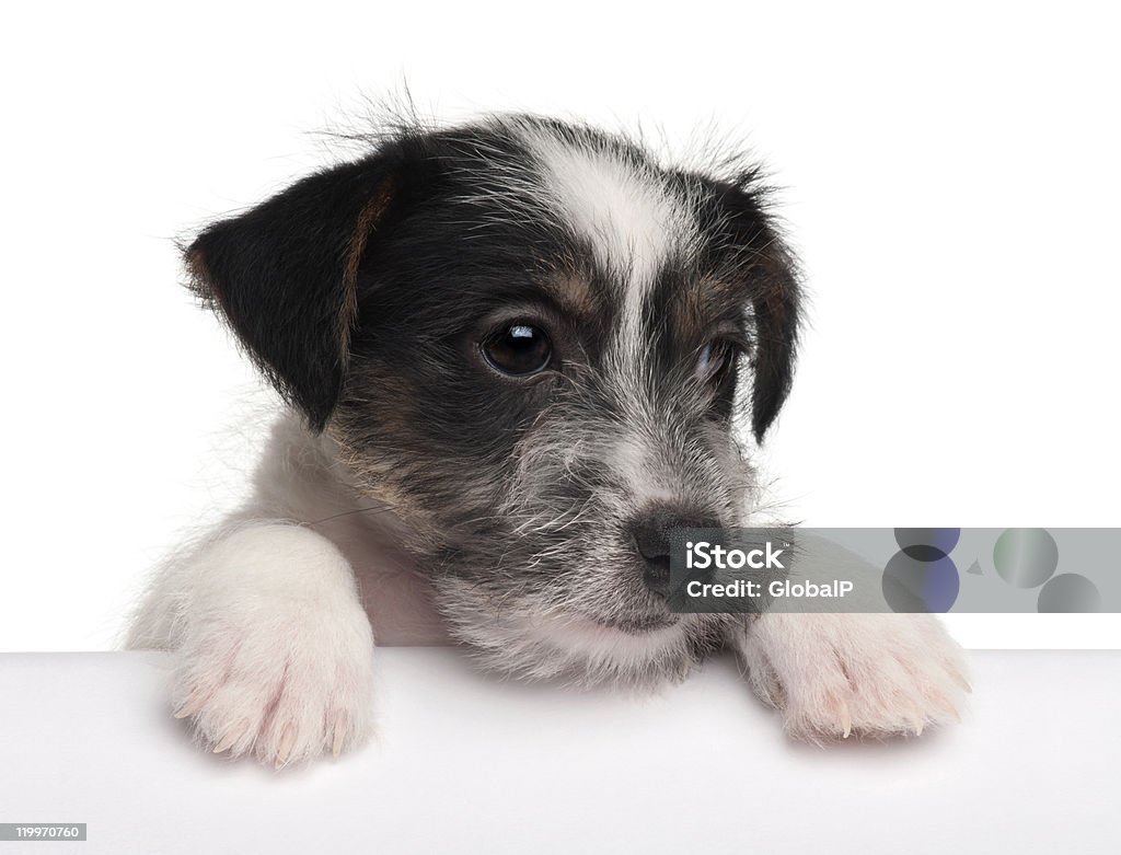 Jack Russell Terrier Welpen, die sich aus der box. - Lizenzfrei Freisteller – Neutraler Hintergrund Stock-Foto