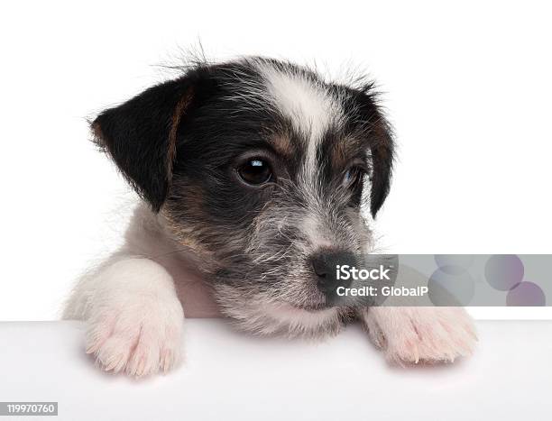 Jack Russell Terrier Cachorrinho Ficar Fora De Uma Caixa - Fotografias de stock e mais imagens de Cor preta